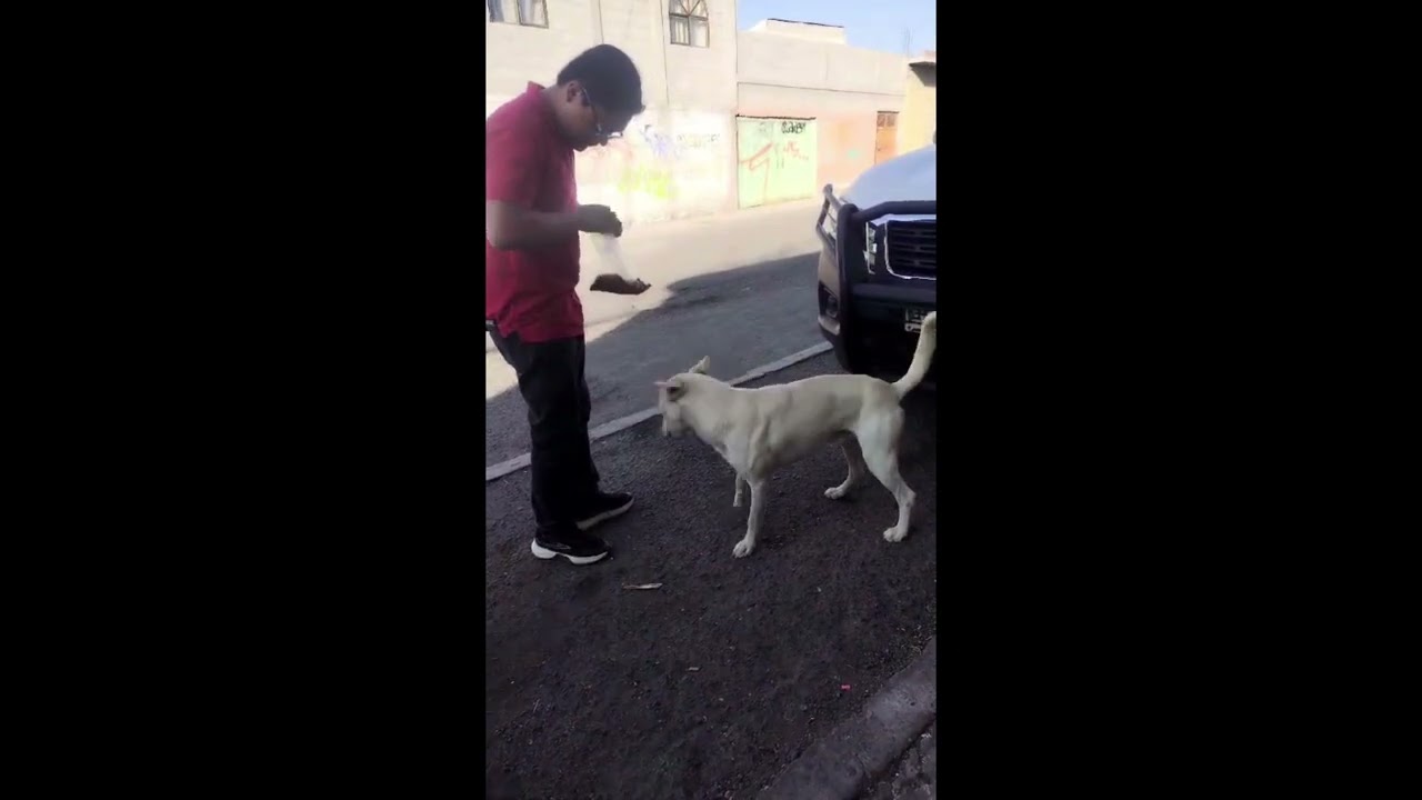 Apoyo a animales en la calle