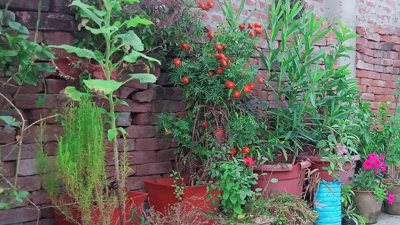 4k watch time in 5days Deepa gardening vlogs77 garden and plant care tips
