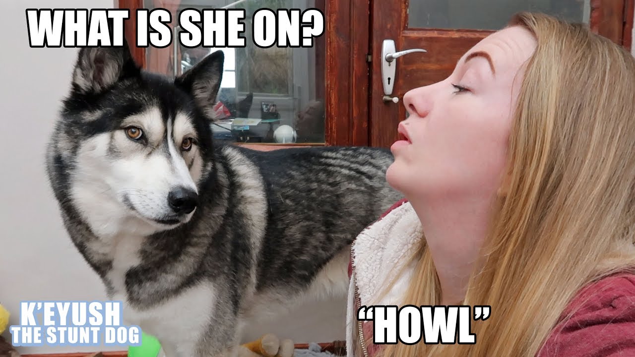 Husky Refuses To Teach Me To Howl! He Thinks I'm Crazy!