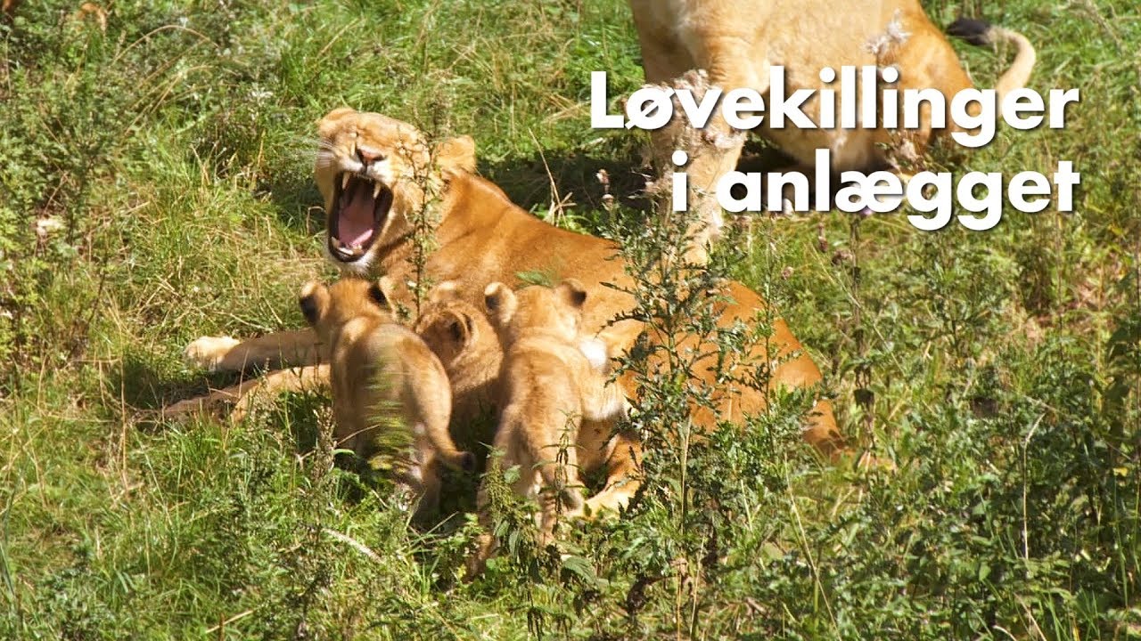 Løvekillinger i anlægget