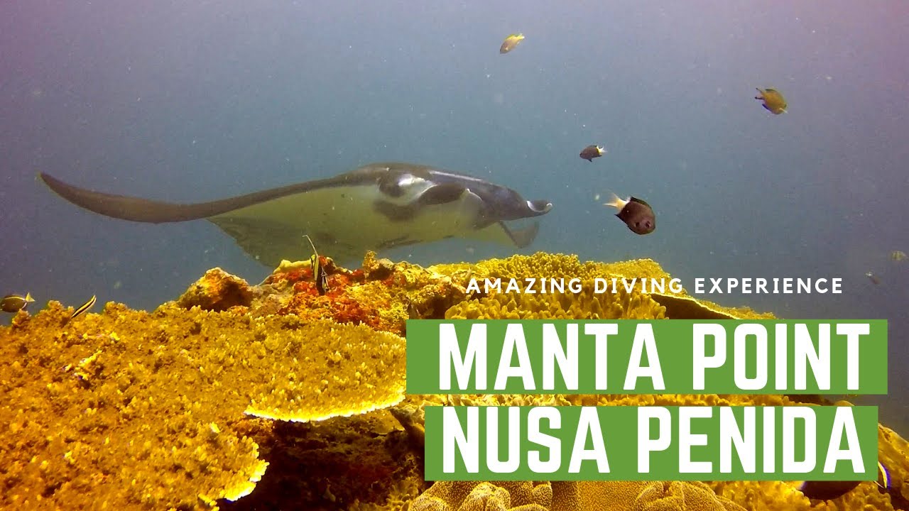 DIVING WITH MANTAS - Nusa Penida, Indonesia -  B&aacute;rbara and Vitor