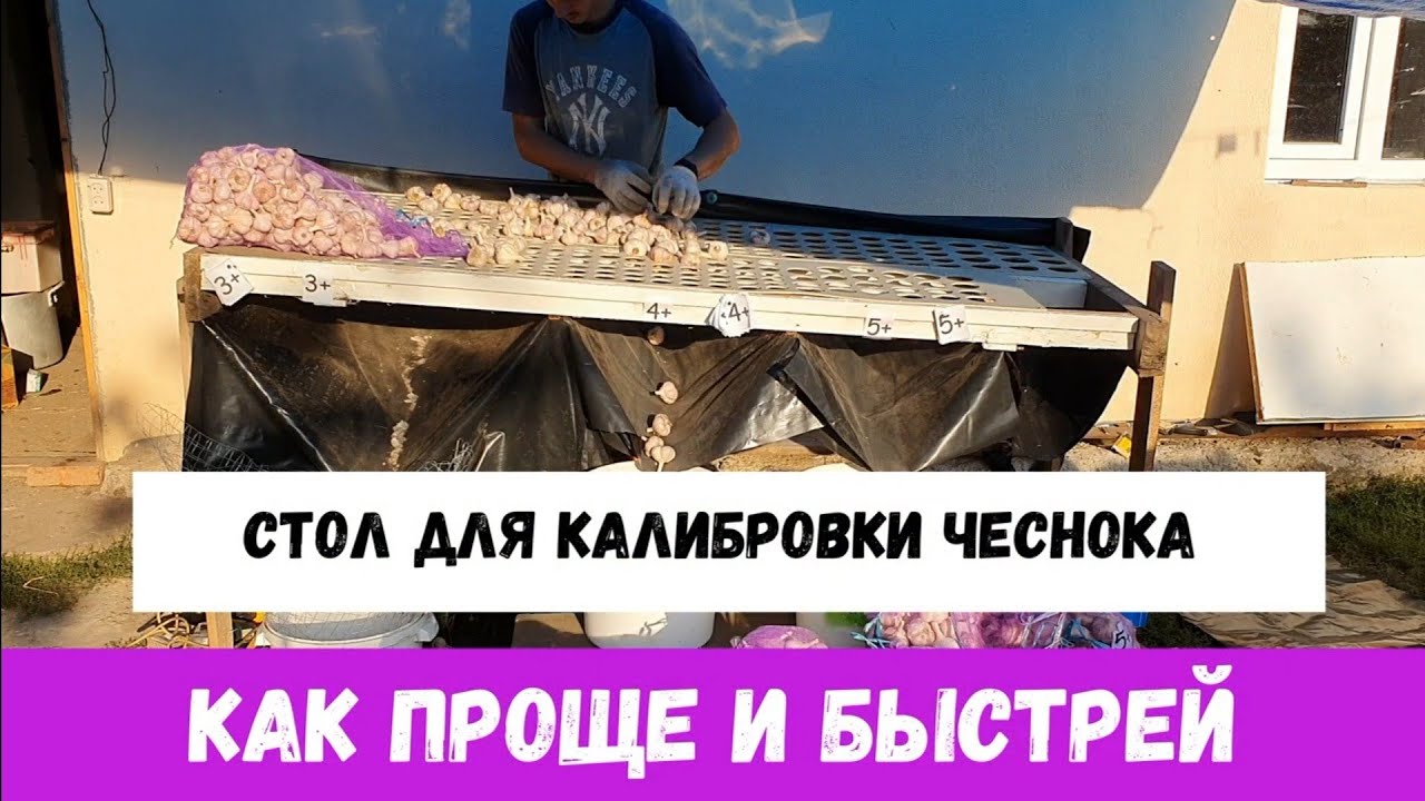 Стол для калибровки чеснока своими руками от А-Я. Механизация процессов