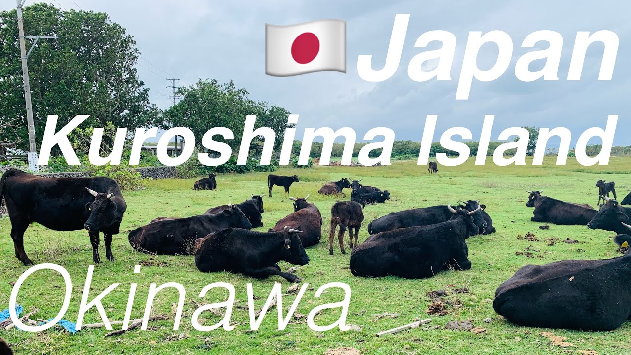 【🇯🇵Kuroshima Island】Enjoy the simple nature! ｜Ishigaki Island, Okinawa