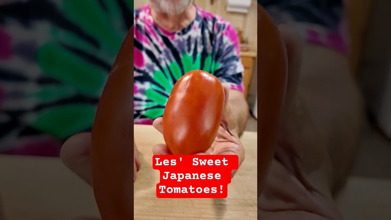 Les' Sweet Japanese Tomatoes - The sweetest tomatoes ever! garden #gardeningtips #food #tomato