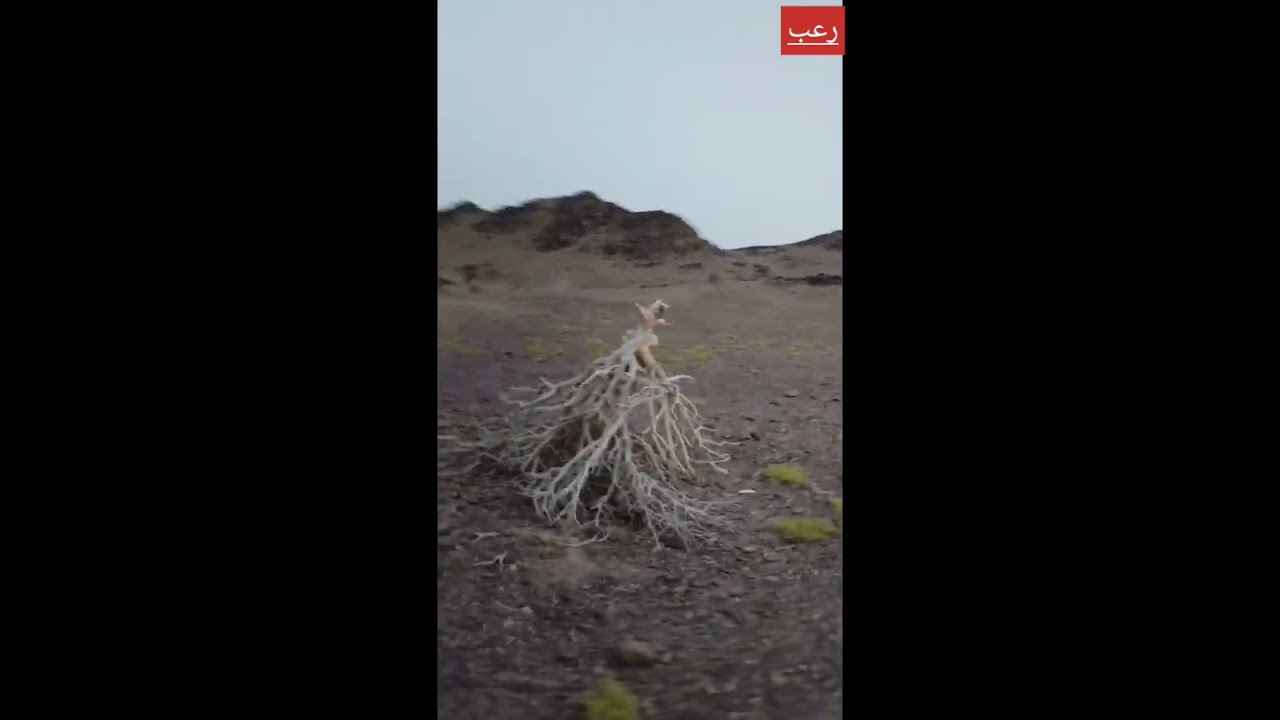 قصة خالد البلوي  وزملائه الثلاثه حينما خيمو في ارض الجن
