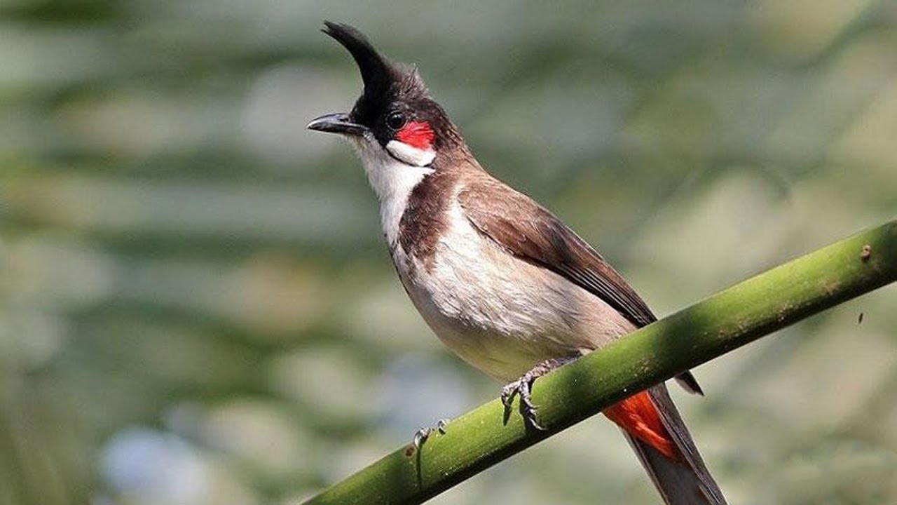 Kích chào mào CHÉ | Chào mào RO kích ché, Cách luyện chào mào hót căng lửa, chào mào rò kích trống