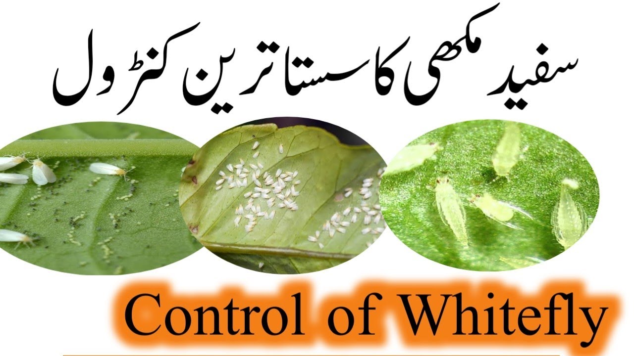سفید مکھی کا سستا ترین کنٹرول | Most economical control of Whitefly | Plant Clinics |Dr. Jamil Shafi