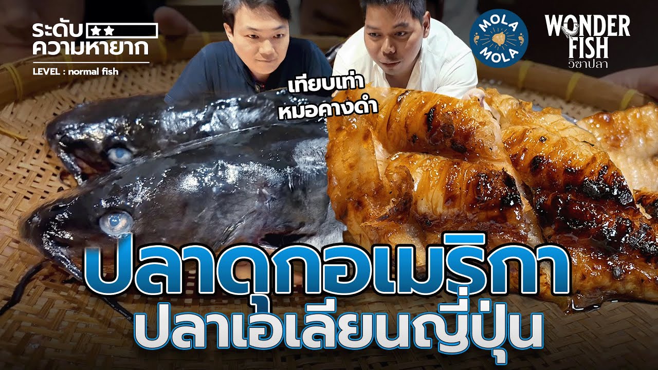 ดุกอเมริกัน เอเลียนสปีชีย์แห่งญี่ปุ่น #wonderfish