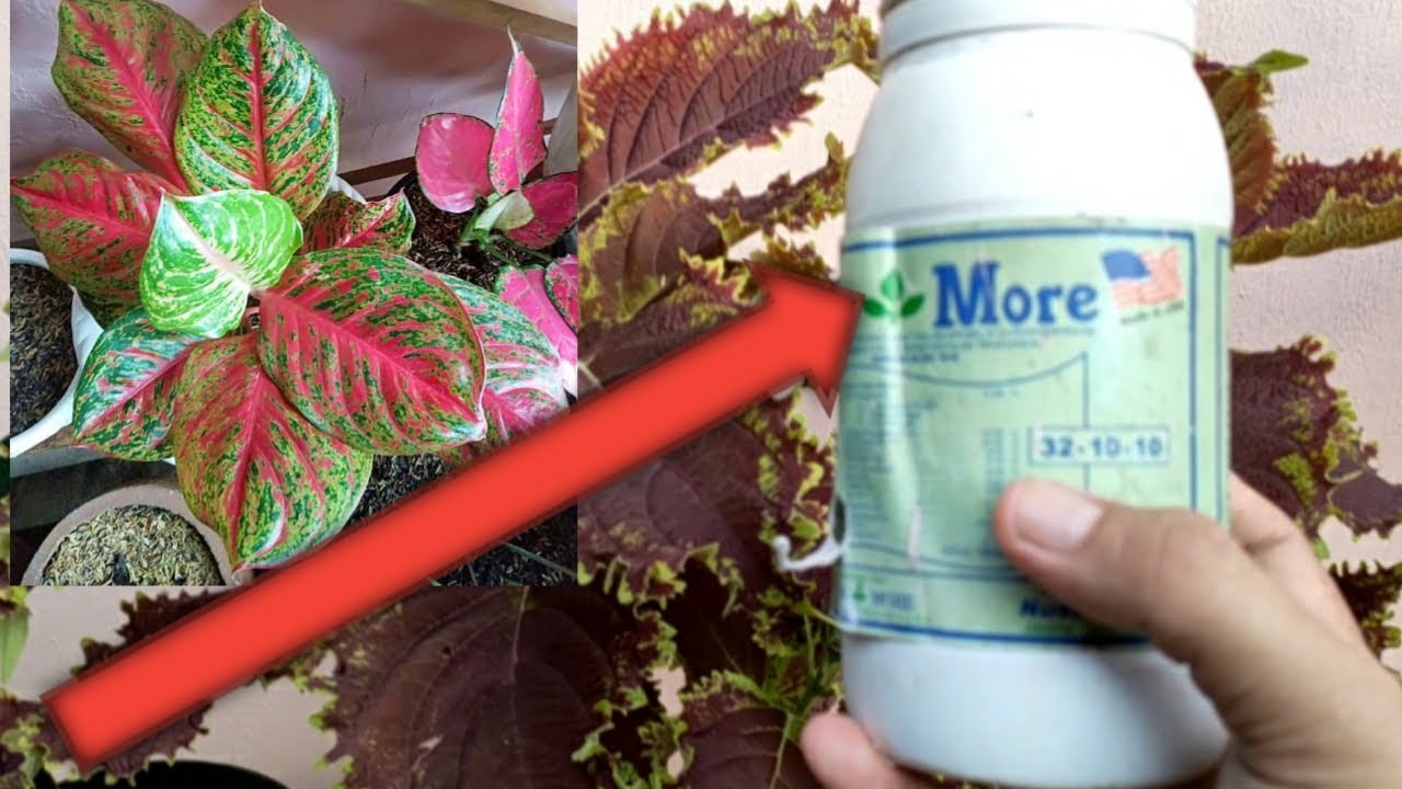 FERTILIZER FOR AGLAONEMA