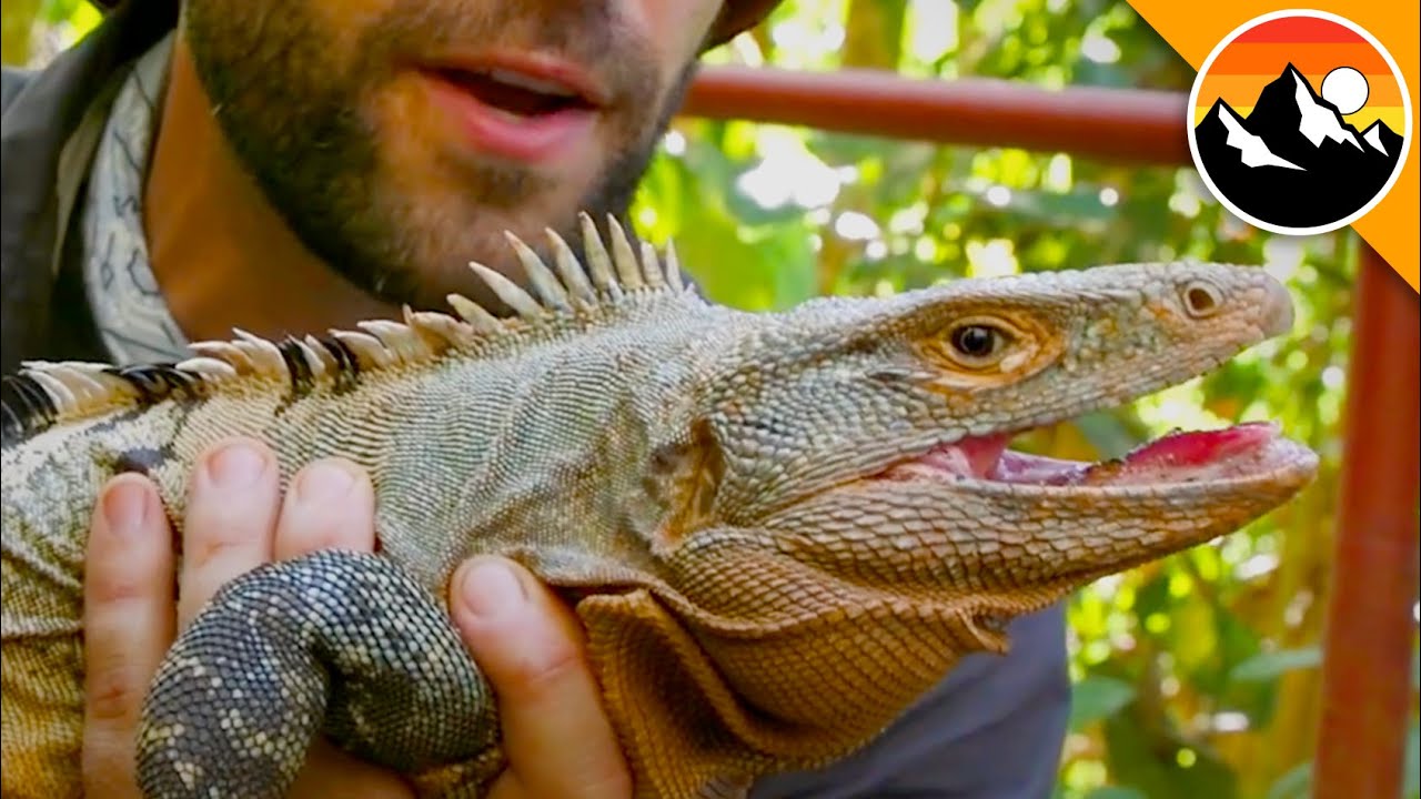 ENORMOUS Prehistoric Lizard!