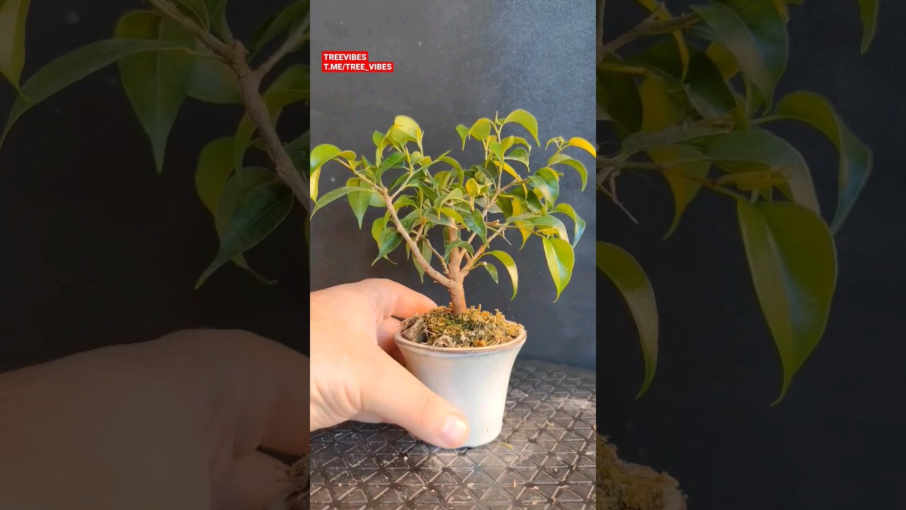 Hard pruning a Mini Ficus Bonsai #bonsai #minibonsai #ficusbonsai #ficusbenjamina #plants
