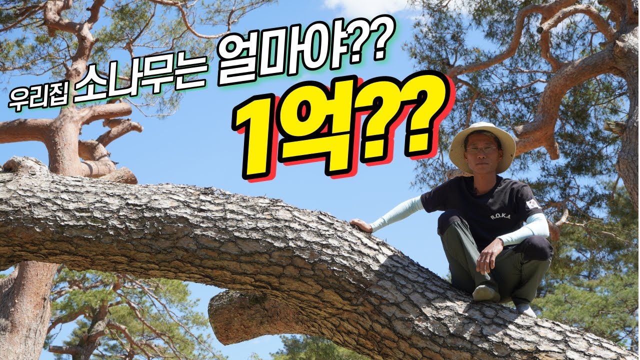 돈 되는 소나무의 조건, 관리방법, 명목이 될수있는 소나무는?