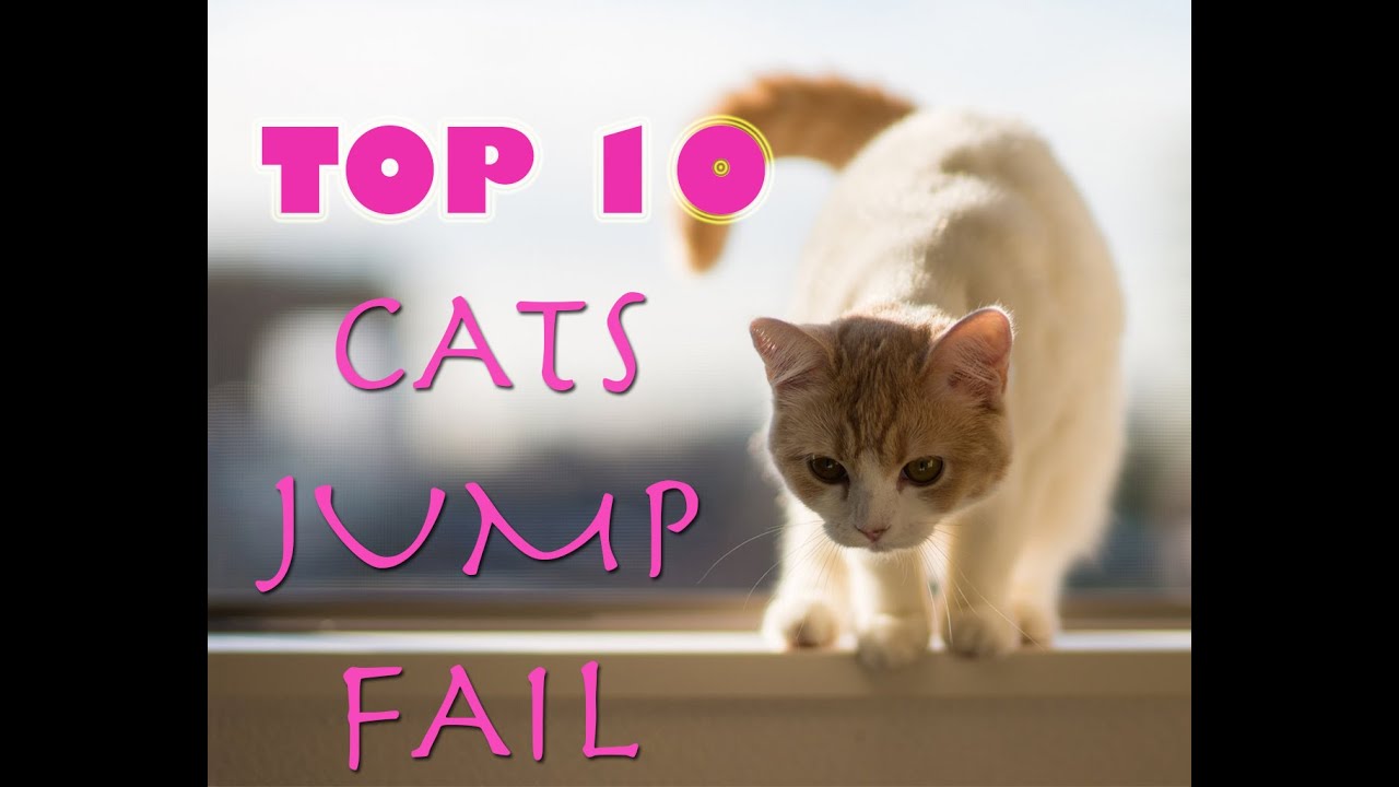 TOP 10 Cats Jump Fail Ever