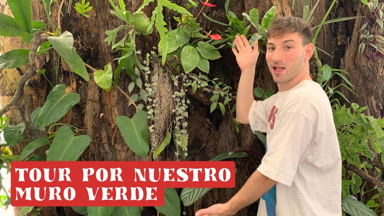 Tour por nuestro muro verde con mas de 50 plantas!