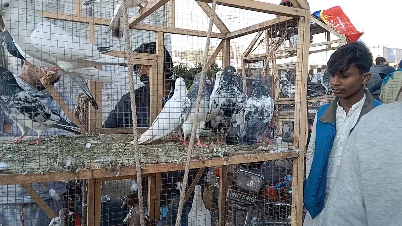 multan kabootar mandi