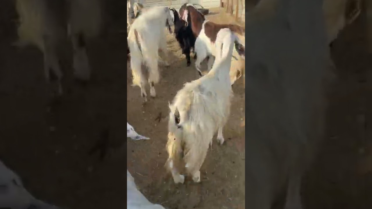 تجربة مكعب البرسيم