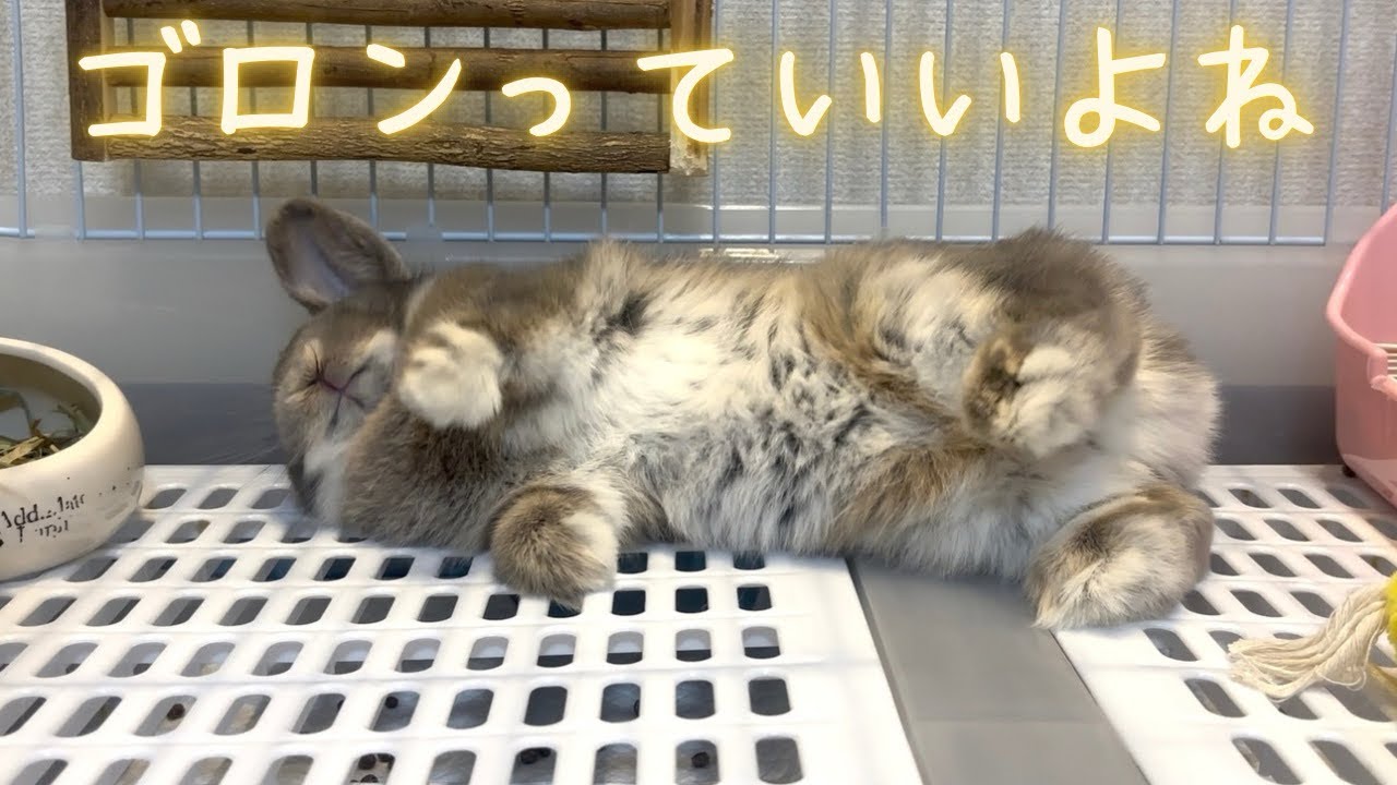 うさぎの可愛さ限界突破、見たらうさぎを飼いたくなる