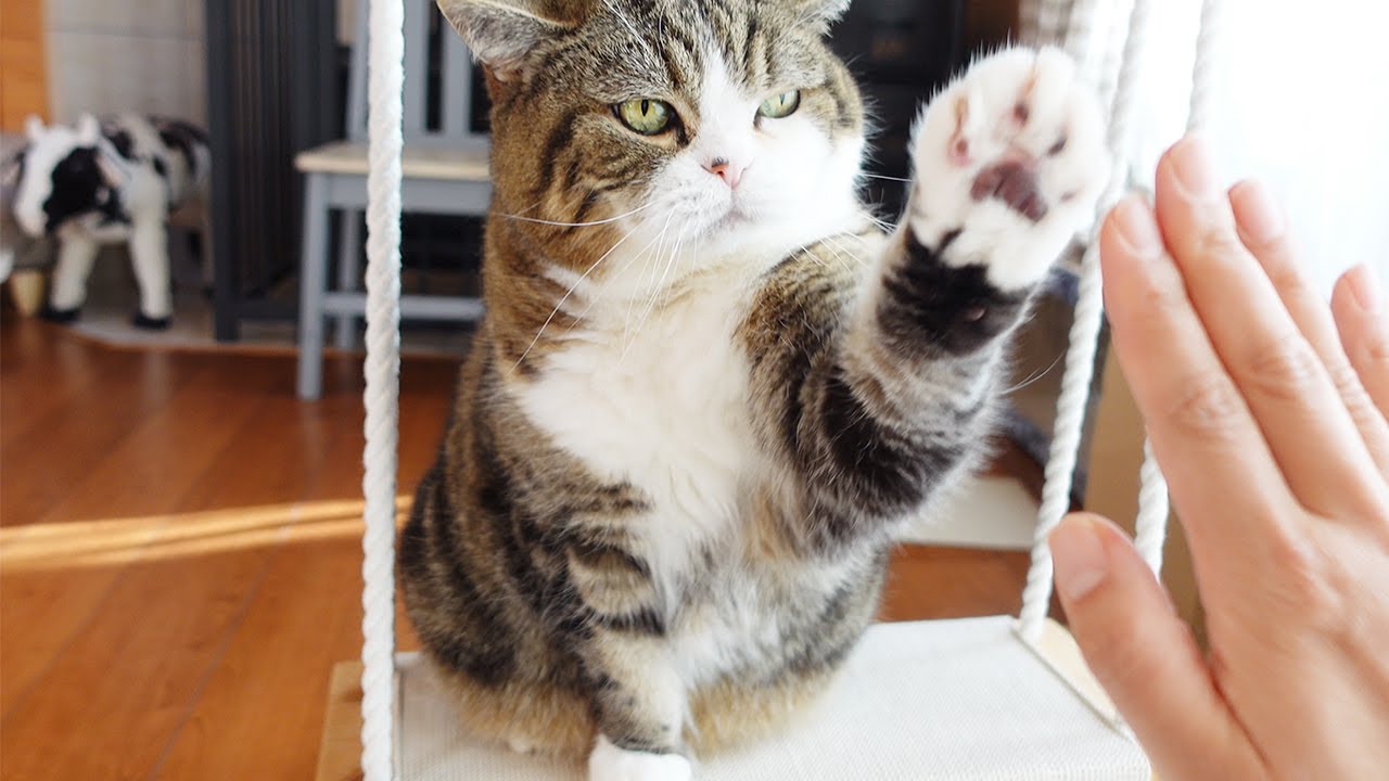 ブランコでハイタッチなねこ。-Maru high fives on the swing.-