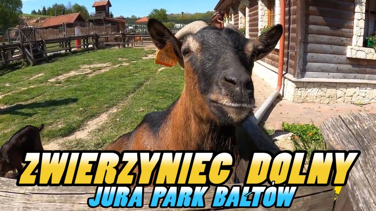 ZWIERZYNIEC DOLNY - Bałtowski Kompleks Turystyczny || Mini Zoo Bałtów - Poland (4k)