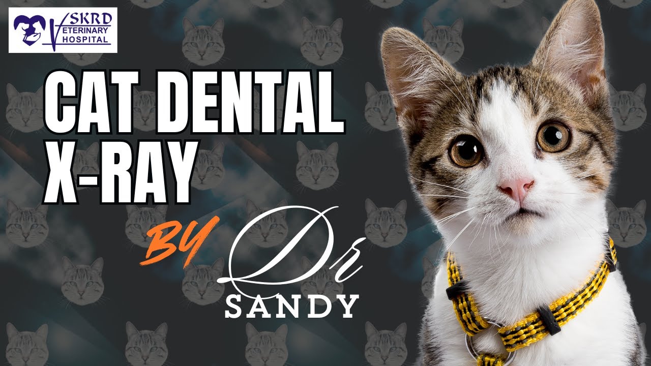 #32 Feline Oral Health/Importance of Cantal X-Rays/cat tooth extraction/Dental Scaling by Dr Sandy