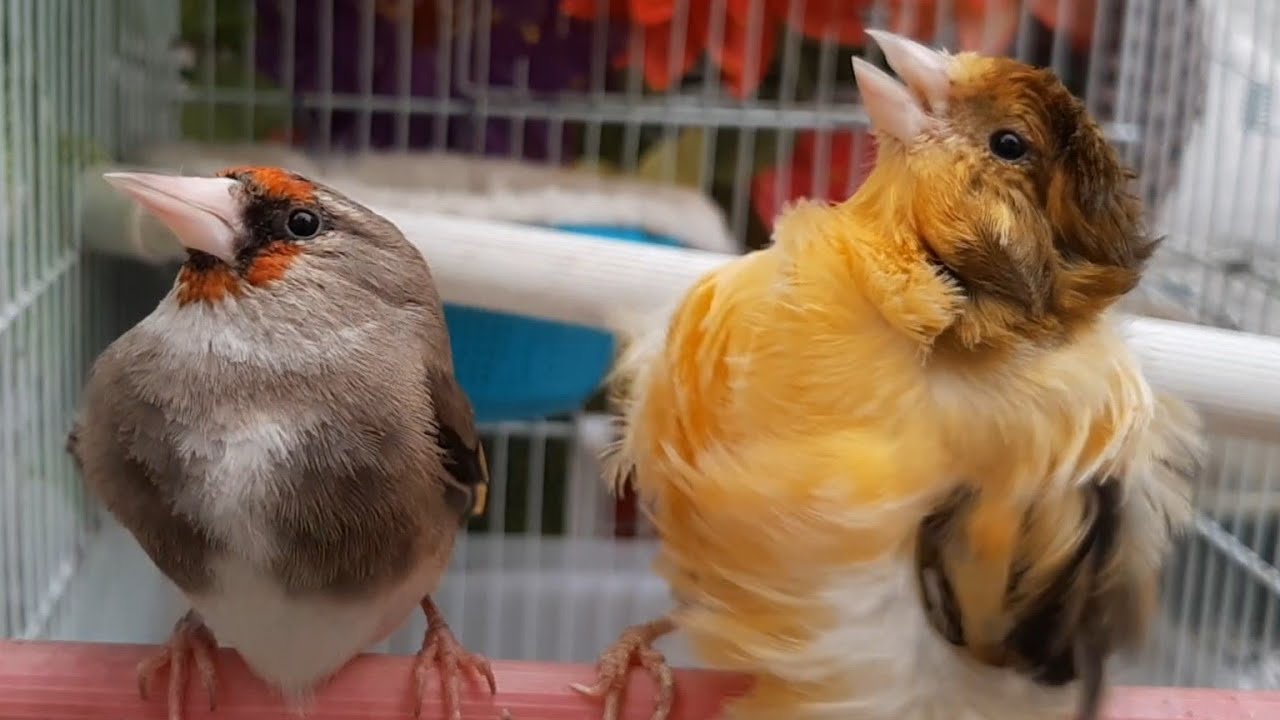 How to pair male qanari with female gold finch /How to gold finch pair