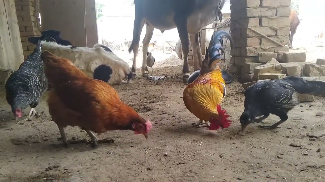Daily Village Routine ||  Rooster and Hens Eating Grain & Making Happy Sounds