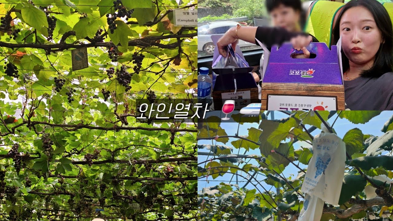 엄마랑 ..2024년 와인열차.. 🍷 🚅