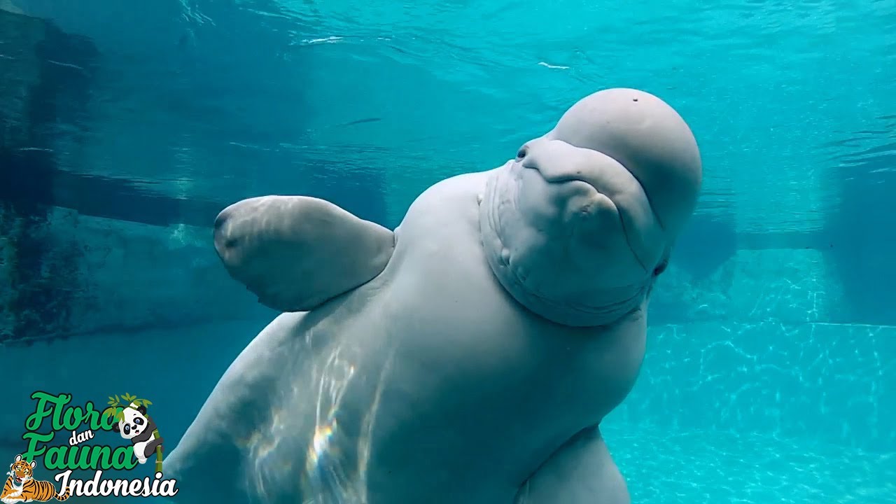 Paus Beluga Putih Yang Lucu dan Menggemaskan