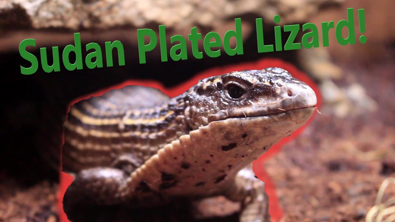 Sudan Plated Lizard Enclosure Update!