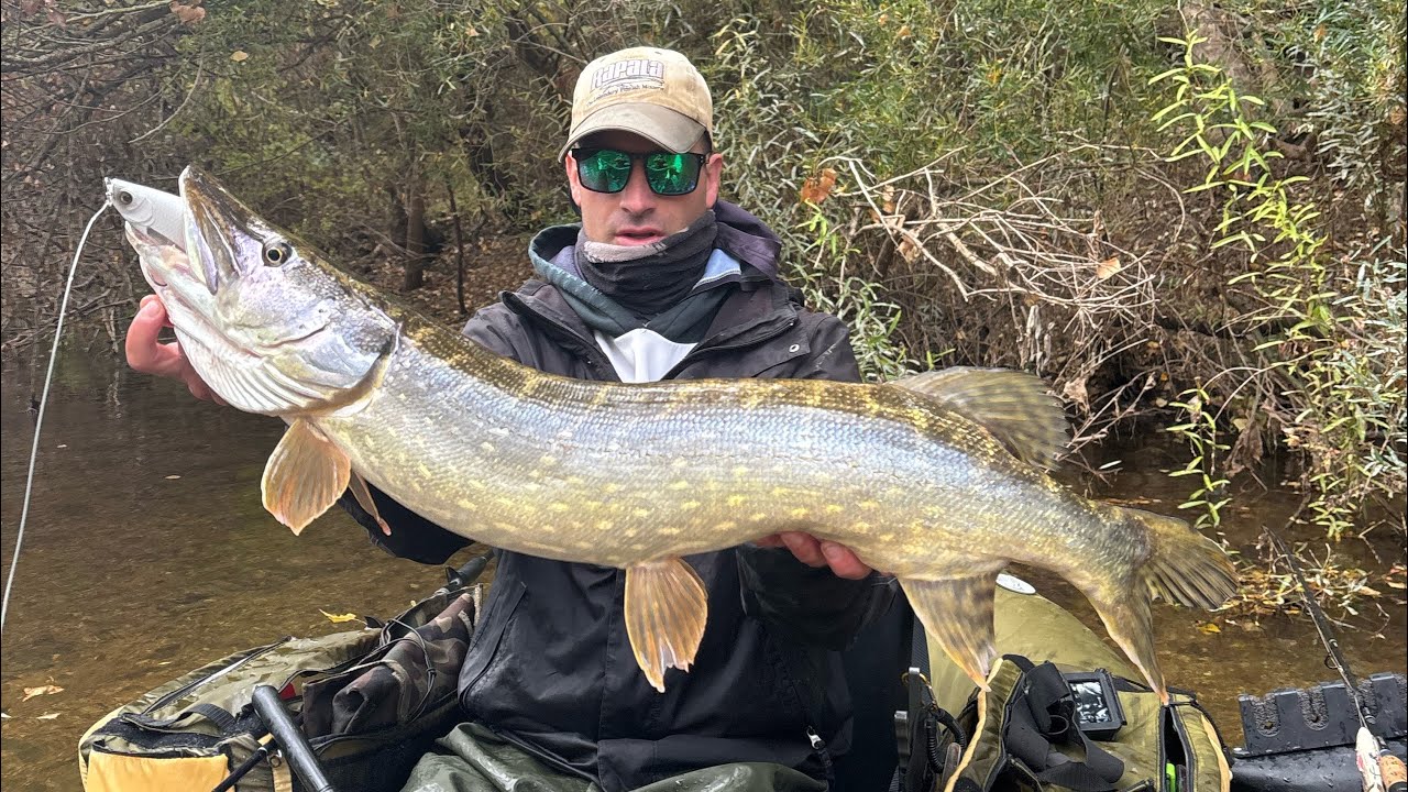 Lucios a Jerkbait sesion express desde pato! 
