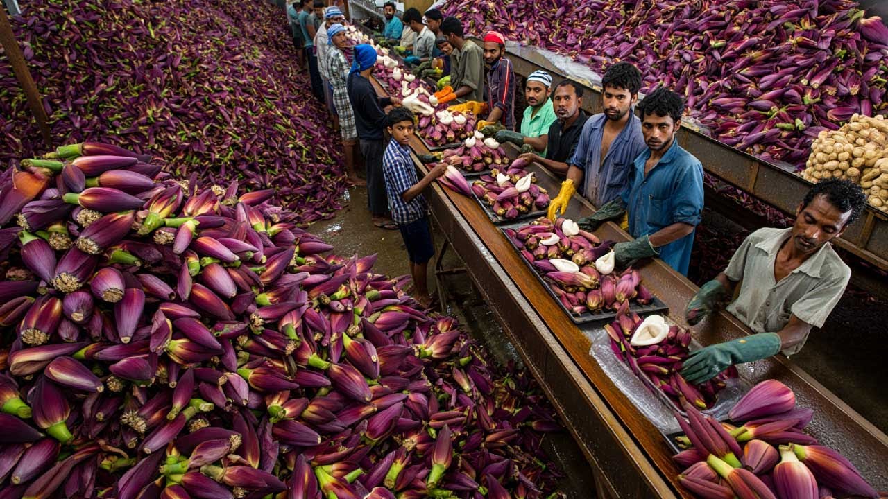 Inside a Rough, Old-School Banana Blossom Processing Factory From Raw Blossoms to Market-Ready Packs