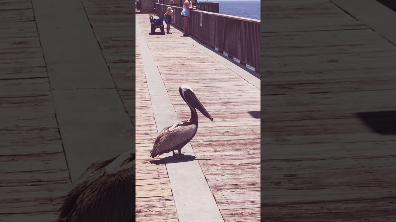 un pelican atacă un copil și apoi s-a &icirc;nt&acirc;mplat asta...