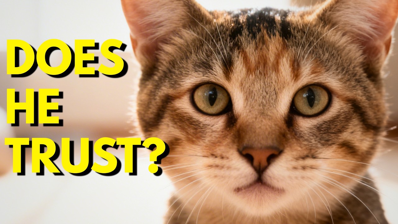 Your Cat Trusts You If They Do This | Cat Body Language