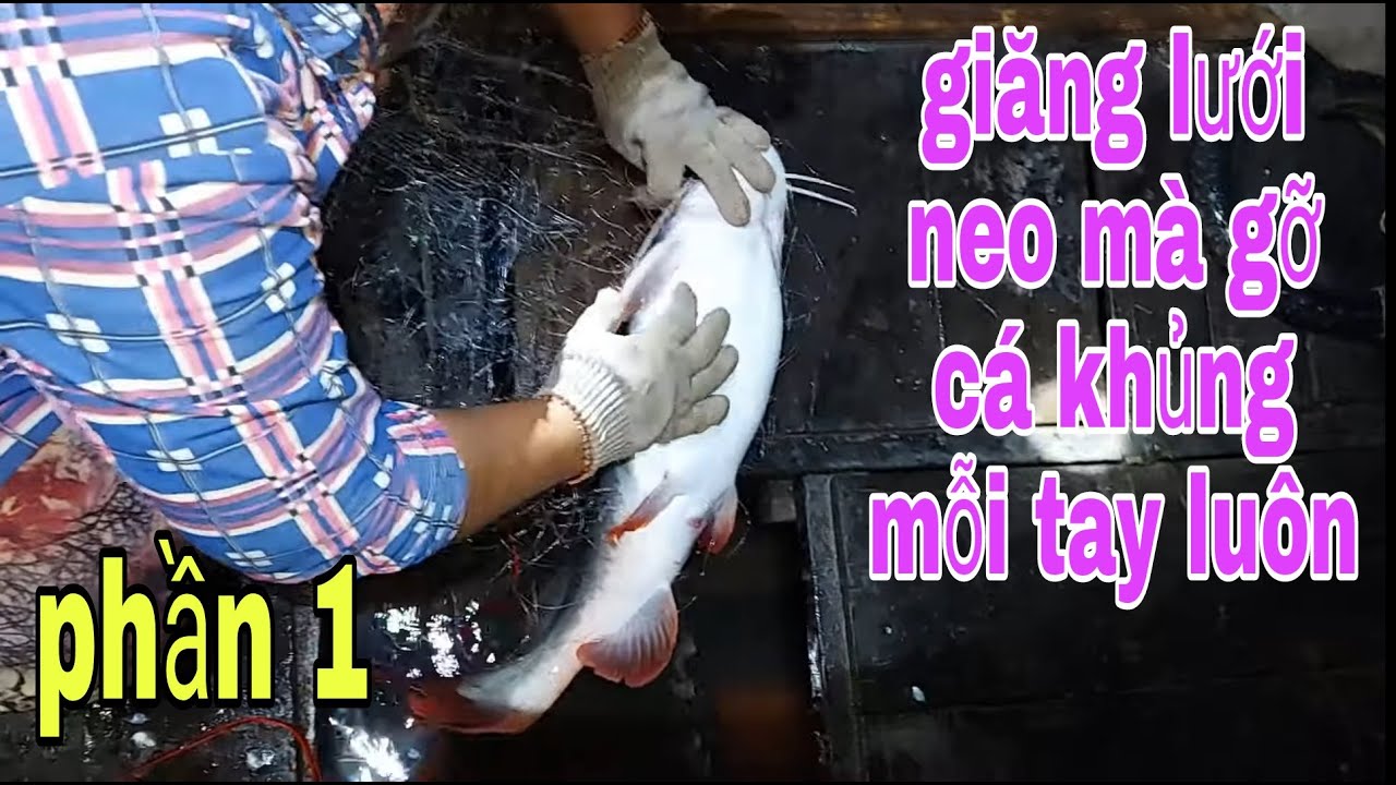 Trận Thăm Lưới Trúng Cá Nhiều Nhất Trong Cuộc Đời Làm Nghề Lưới Của Anh Cửu # SĂN BẮT ĐỒNG THÁP #
