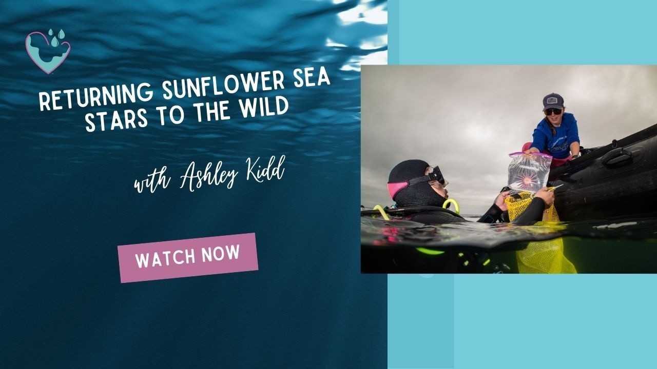 Returning Sunflower Sea Stars to the Wild - Ashley Kidd | WMW Podcast