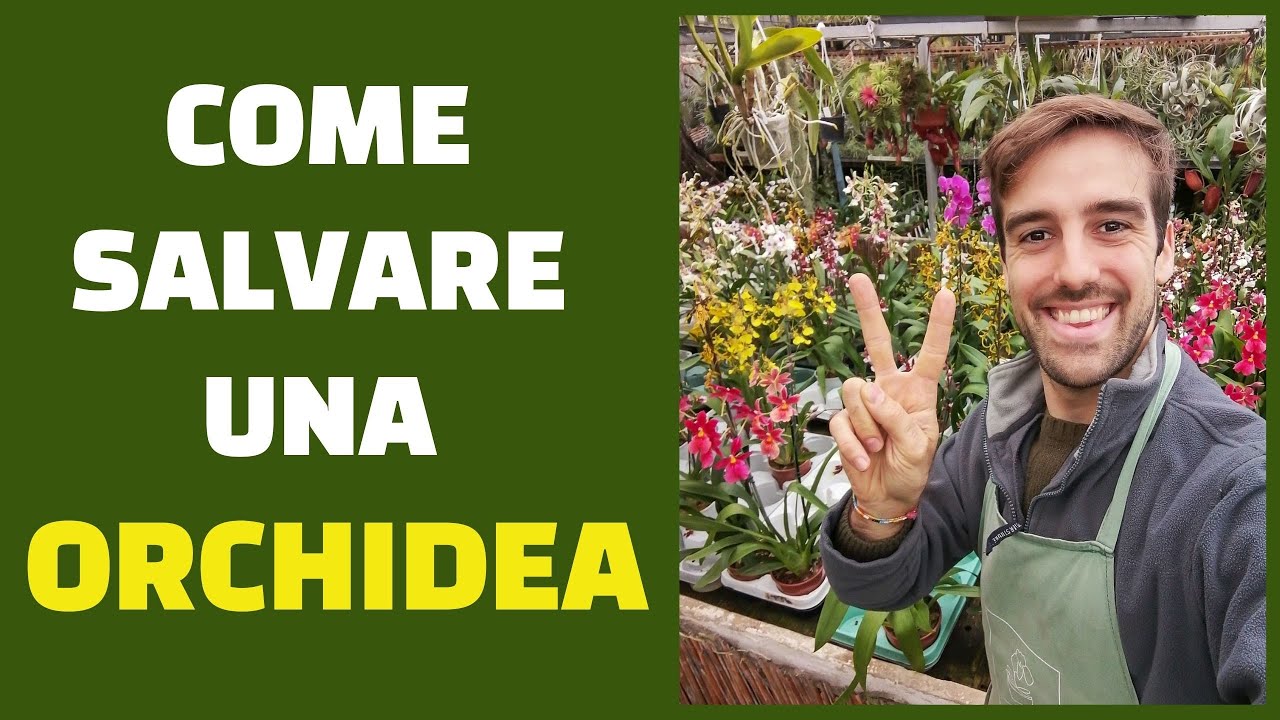 Come salvare un'orchidea che sta morendo