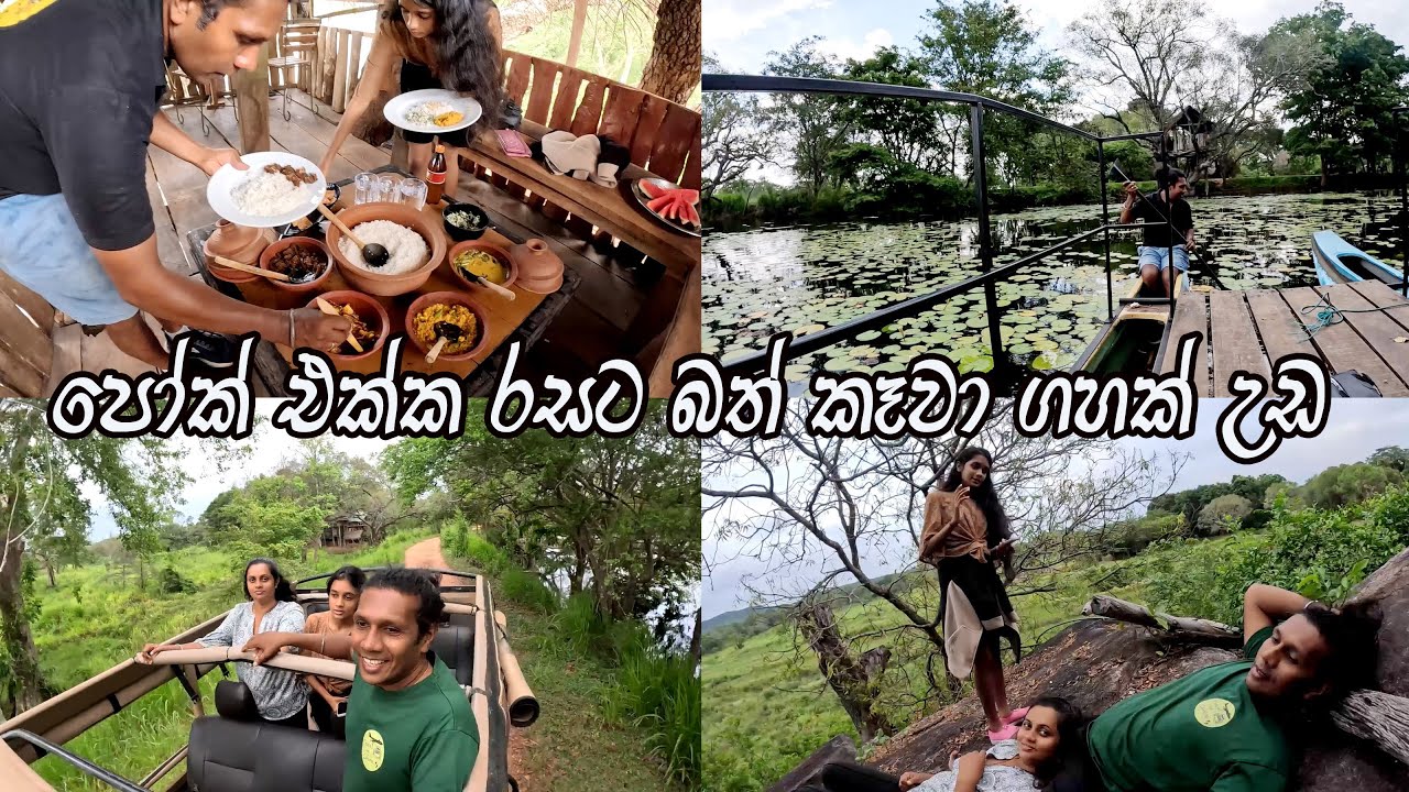 ගහ උඩ අපිට දුන්න දවල් කෑම පට්ටම රසයි 😍 ඕළු මල් වලින් වැහිලා අද මෙ වැව🧡කැලේ මැද සුපිරිම ගෙයක නැවතුනා
