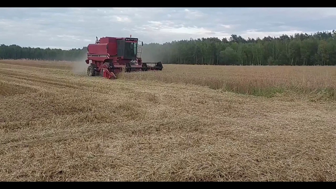 Żniwa 2025! 🌾Kosimy pszenżyto odmiana Tadeus. Jak plonuje w naszym gospodarstwie? Kombajn Case 1660.