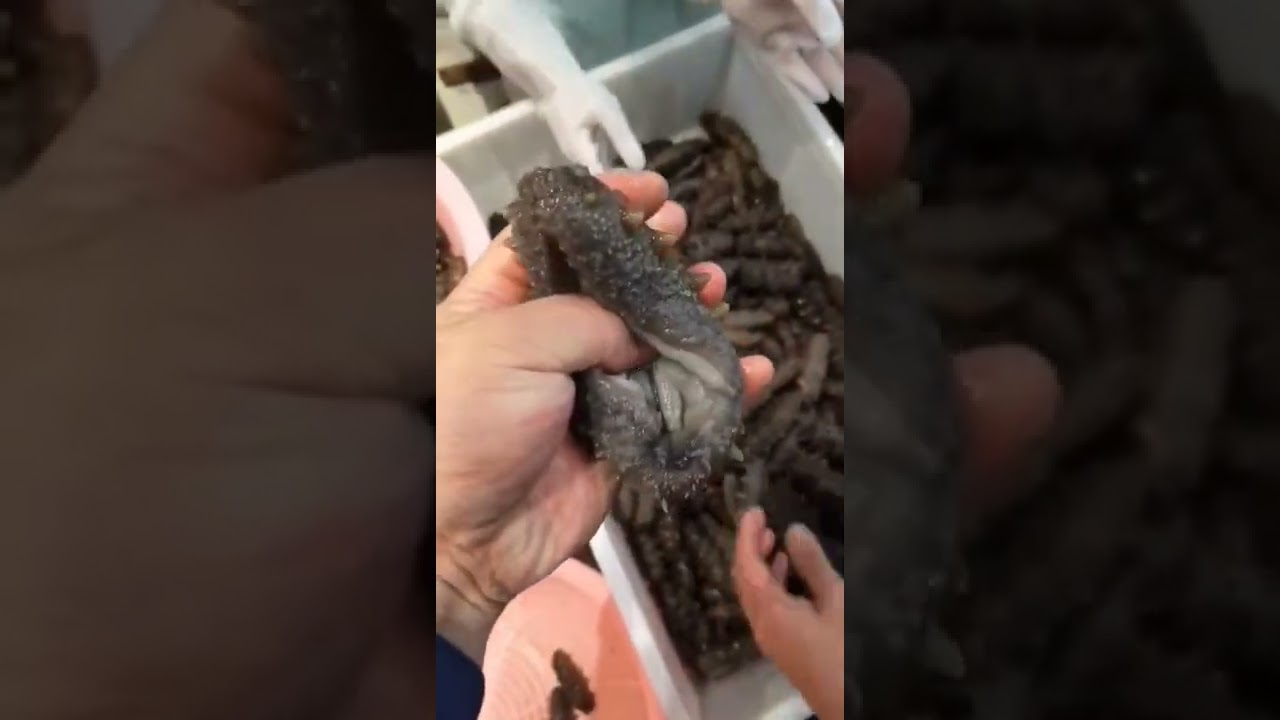 cryogenic equipment for sea cucumber processing