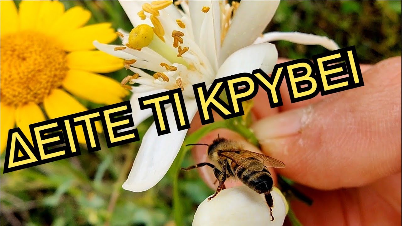 &Pi;&omega;&sigmaf; &gamma;&epsilon;&nu;&nu;&iota;έ&tau;&alpha;&iota; &tau;&omicron; &mu;έ&lambda;&iota;: &Tau;&omicron; &Kappa;&Rho;&Upsilon;&Phi;&Omicron; &mu;&upsilon;&sigma;&tau;&iota;&kappa;ό &tau;&omega;&nu; &mu;&epsilon;&lambda;&iota;&sigma;&sigma;ώ&nu;