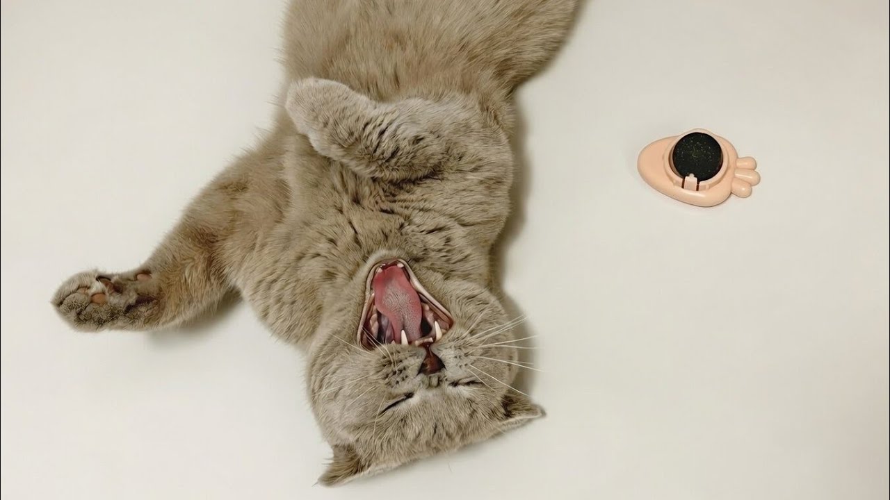 Мы чуть было не опубликовали это… Берри это сохранила 😼