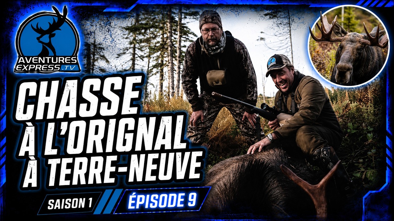 L'orignal de Terre-Neuve