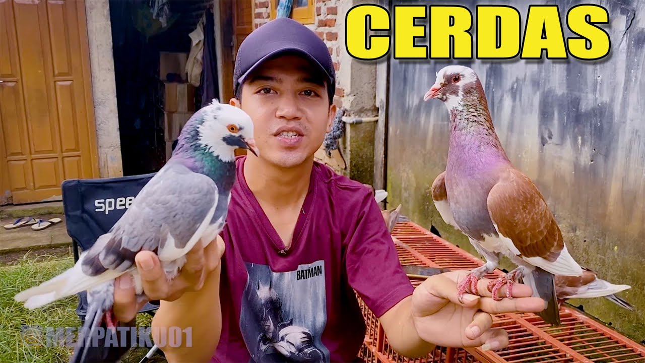 TEST KECERDASAN MERPATI - MERPATI BARU