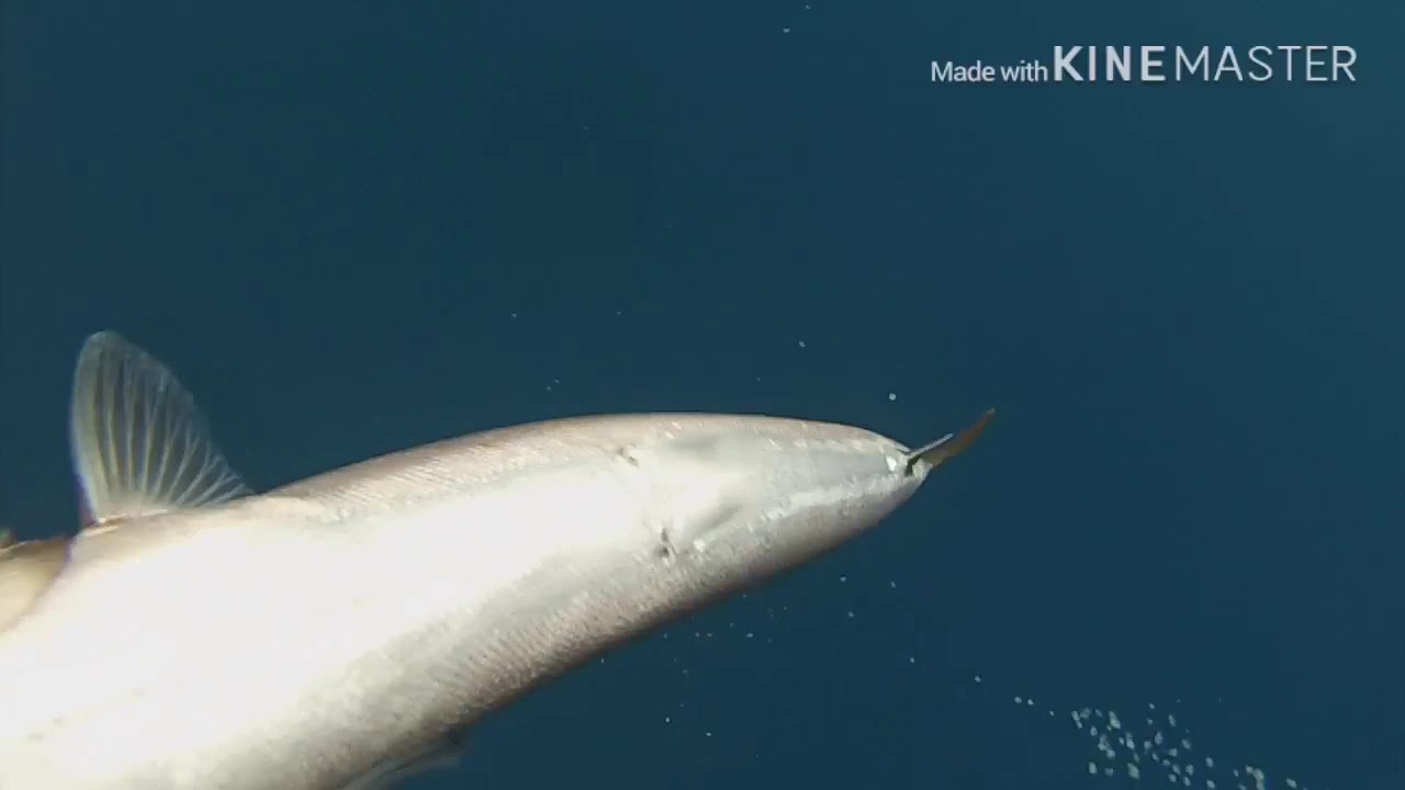 Pesca sub nos Açores 7
