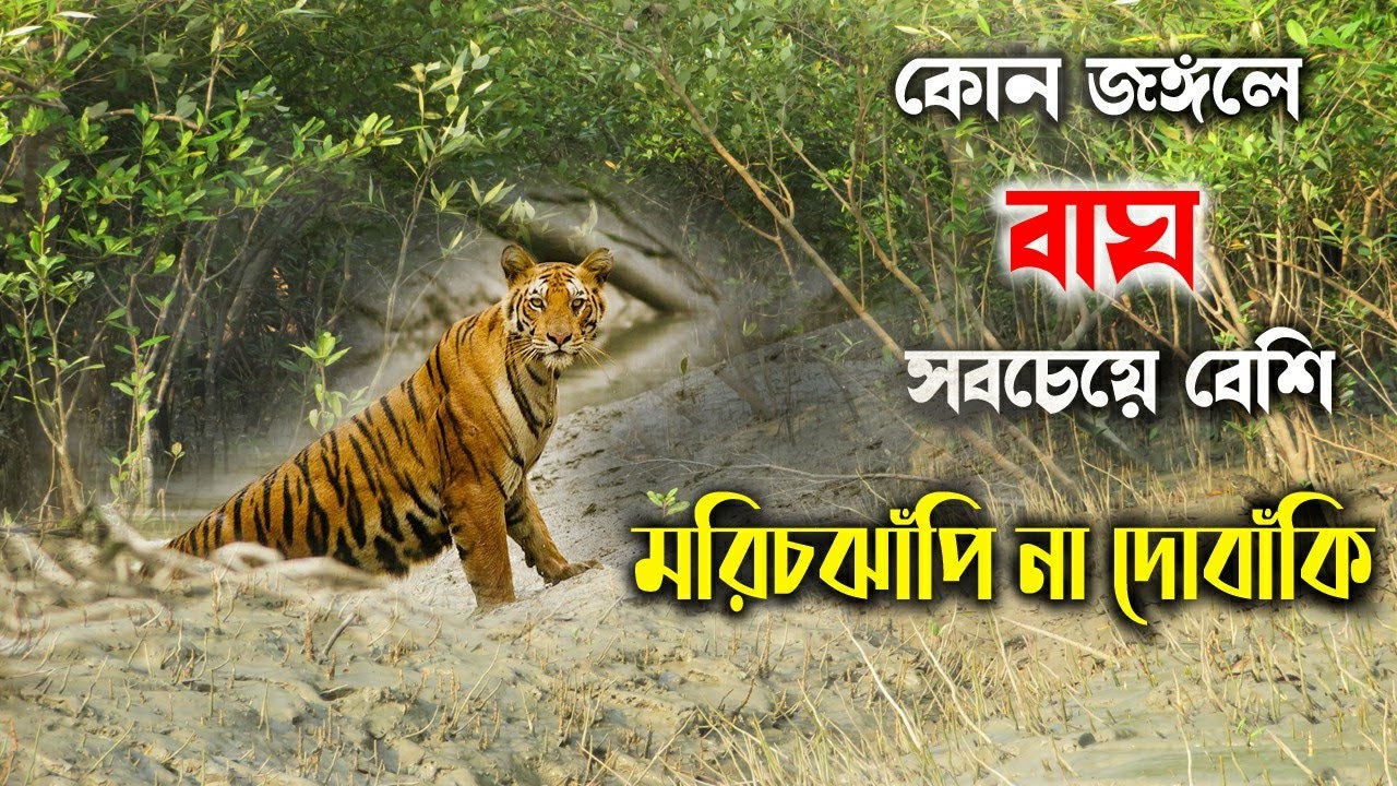 বাঘের জঙ্গলে বাঘ অনেক বেড়েছে | sundarban tiger Forest | Bengal tiger | sundarban jungle safari