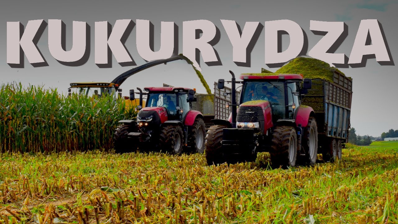 Kukurydza na kiszonke | Takiej akcji jeszcze nie było 🤠