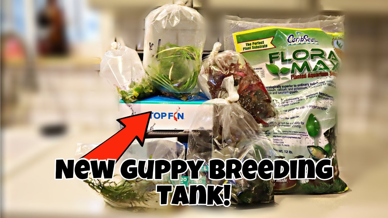 New Guppy Breeding Tank! (Breeding Endler Guppies)