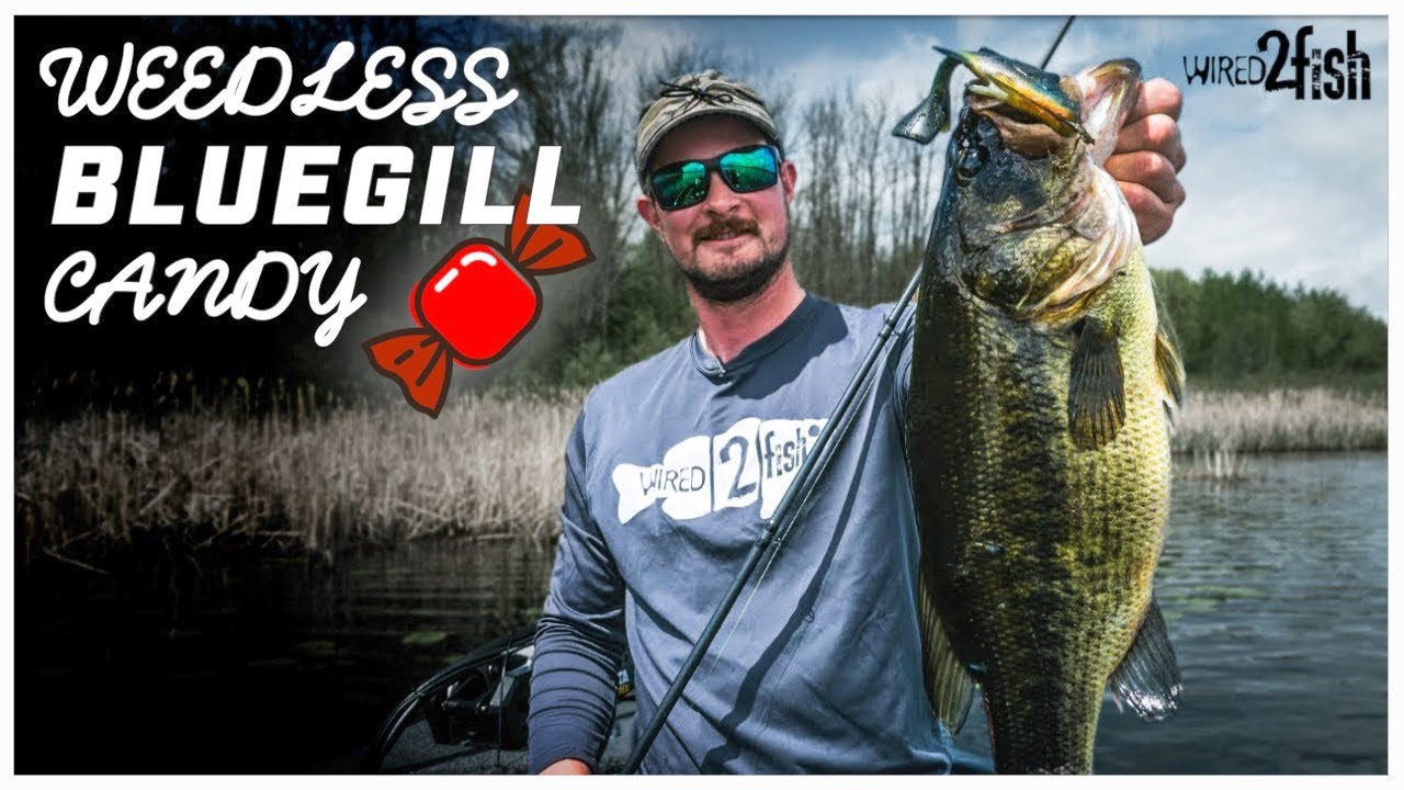 How to Fish Bluegill-Imitating Swimbaits for Grass Bass‼️