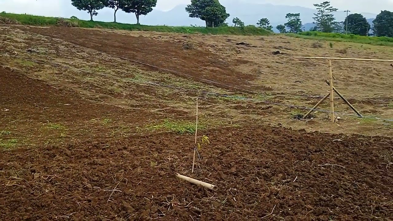 Proses penanaman ubi Cilembu 