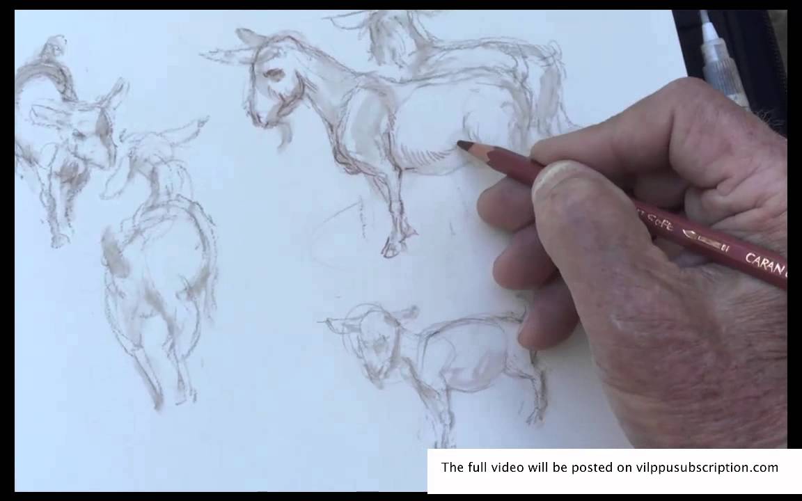 Vilppu drawing goats from life